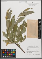 Foto von Salix L.